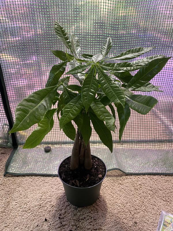 Altman Plants Money Tree House Plant in 1.3-Quart Pot 0881488 at Lowes.com