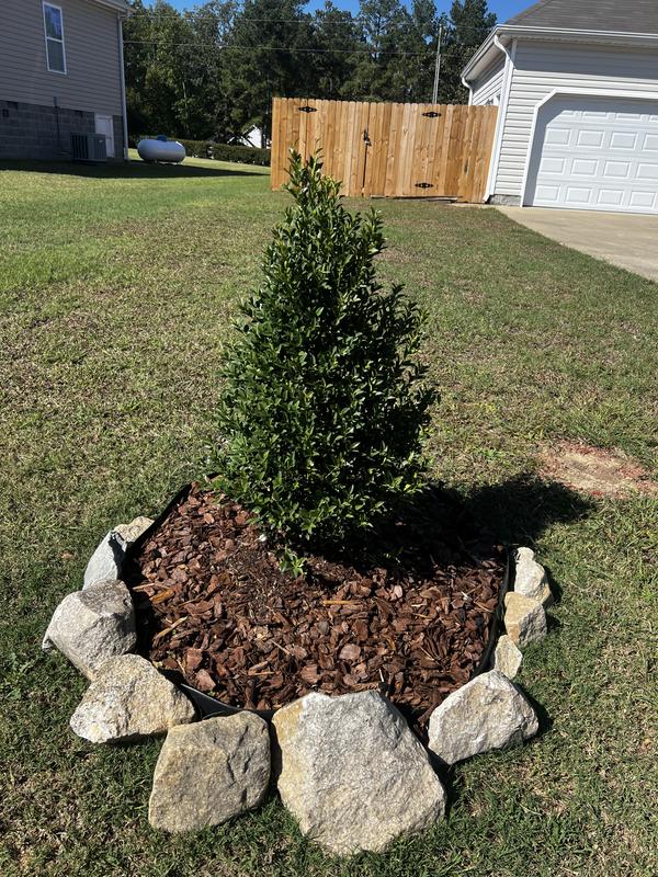 Monrovia 3.58-GAL HOLLY ARROW POINT M in the Shrubs department at Lowes.com
