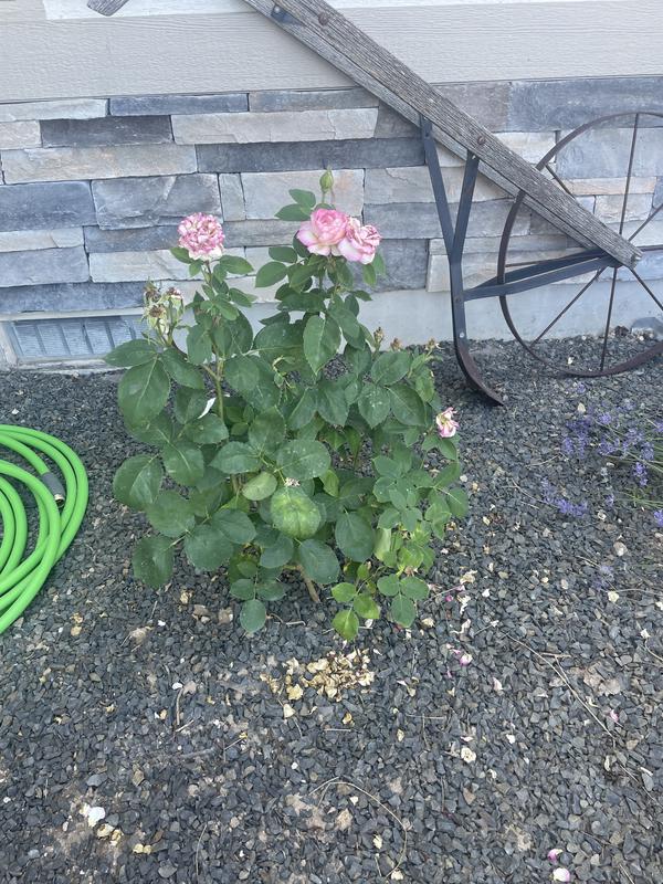 Rose du désert fleurs triples Pot 2 Litres