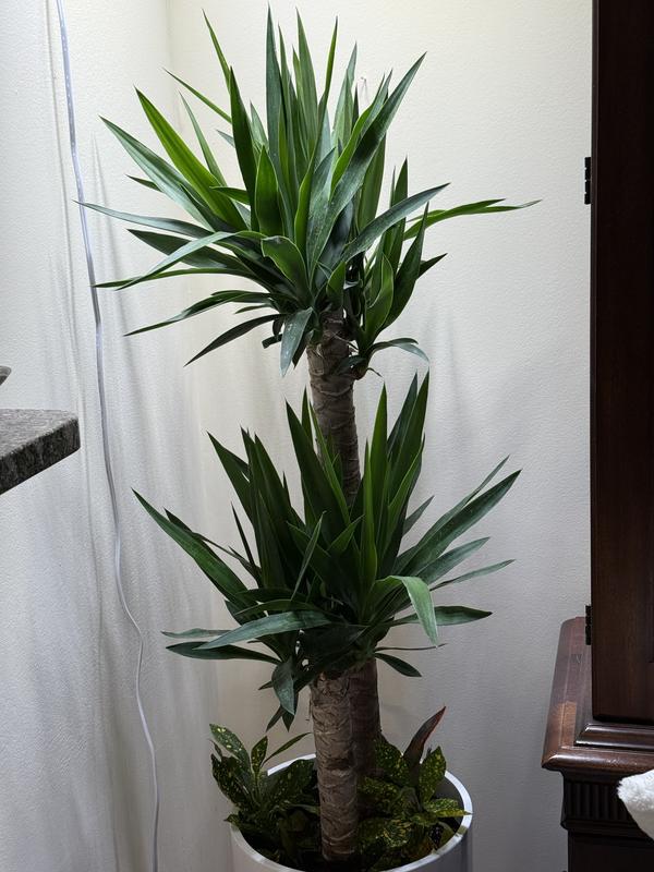 Lowe's White Yucca House Plant in 2.25-Gallon Pot YU9B at Lowes.com