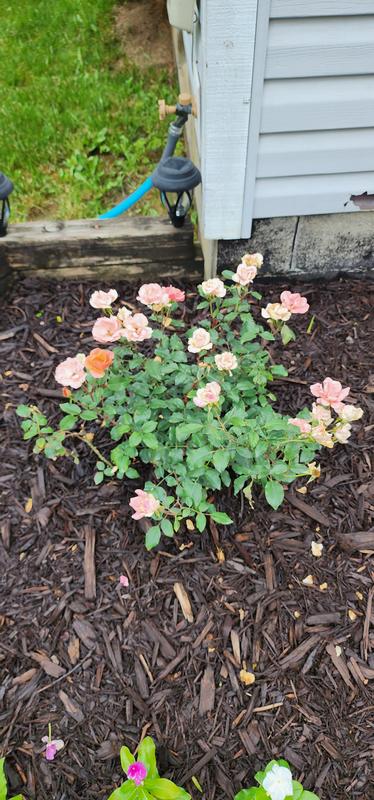 Lowe's Yellow Knock Out Rose Sunny Landscape Rose Shrub in 2-Gallon Pot ...
