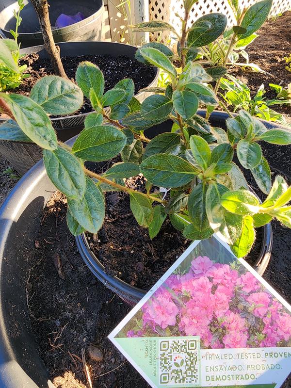 Proven Winners Purple Perfecto Mundo Double Purple Reblooming