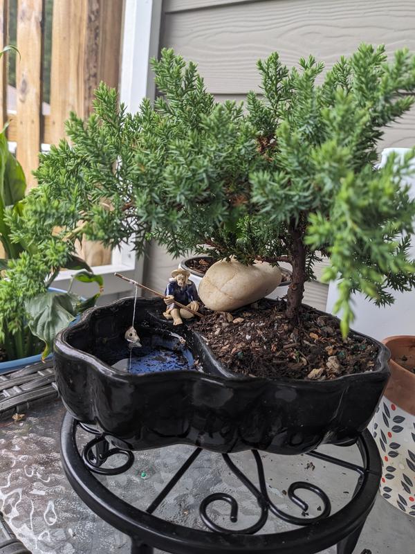 thumbnail image 2 of Outdoor Bonsai Plants Brussel's Live Green Mound Juniper Outdoor Bonsai Tree - 3 Years Old In Zen Pot Juniper Stems 2 of 9