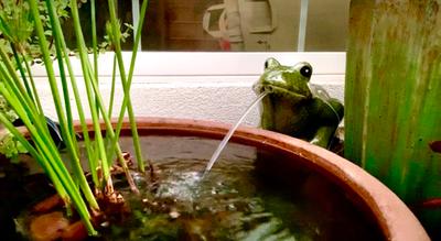 Lazy Frog On Lily Pad Spitter, Decorative Spitter