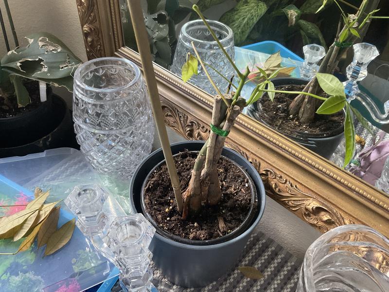 Lowe's White Money Tree House Plant in 1.25-Pint Planter NURSERY at Lowes .com