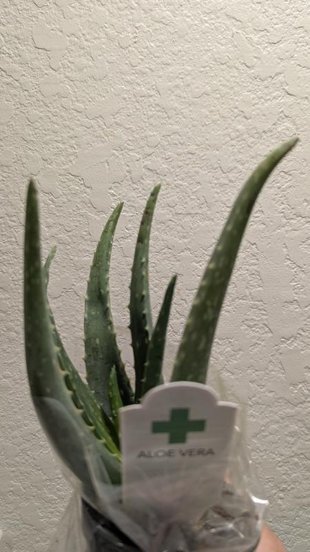 Altman Plants 3-Pack Aloe Vera in 11-oz Pot 0881031 at Lowes.com