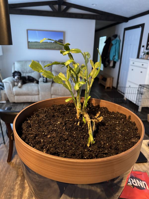 Southern Patio Round 15-in W Large Red Resin Outdoor Planter HDR ...