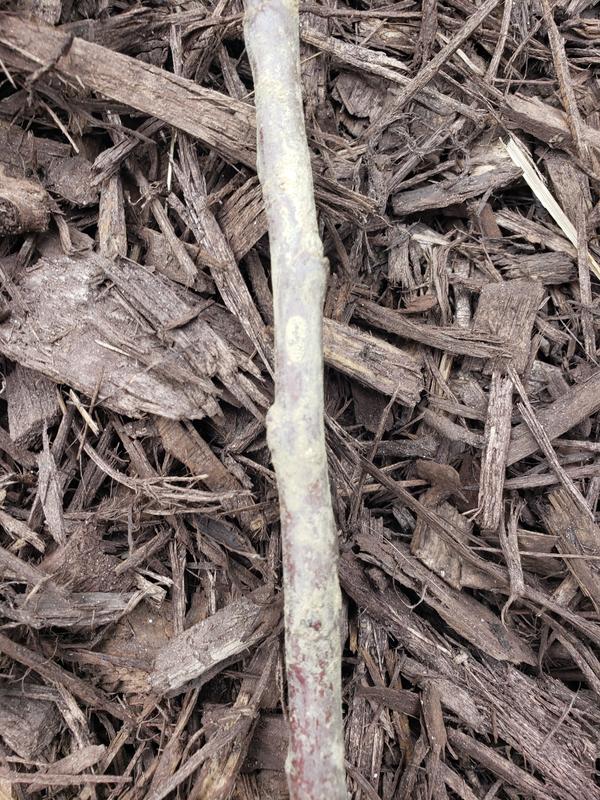 Gurney's Seed and Nursery Fruit Tree Crunch A Bunch Reachables Dwarf ...