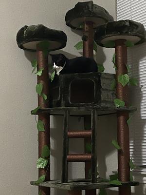 Kitty mansions redwood outlet cat tree