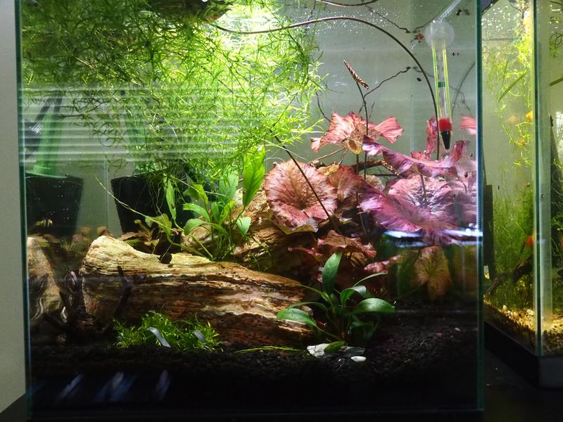 LIFEGARD Decorative rocks and stones 44-lb Gray Garden Rock (Greater ...