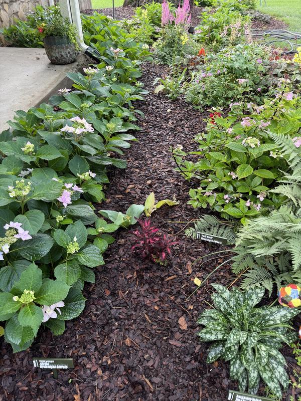 Pro's Choice Golden Trophy 3-cu ft Natural Pine Bark Mulch 303 at