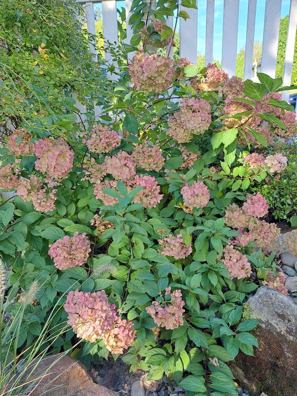 Monrovia Pink Strawberry Shake Hydrangea Flowering Shrub in 1.73-Gallon ...