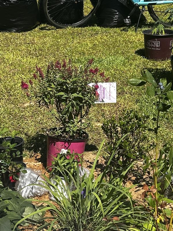 Butterfly Candy 1.5 -Gallon Lil' Raspberry Butterfly Bush Flowering ...