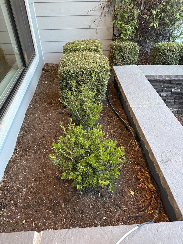 Better BOXWOOD 2 -Gallon Renaissance Boxwood Foundation/Hedge Shrub 1 ...