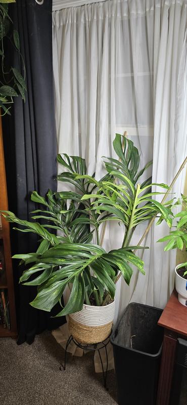 baby monstera Monstera Deliciosa 4" Pot / Minimalist Pot by Succulents Box