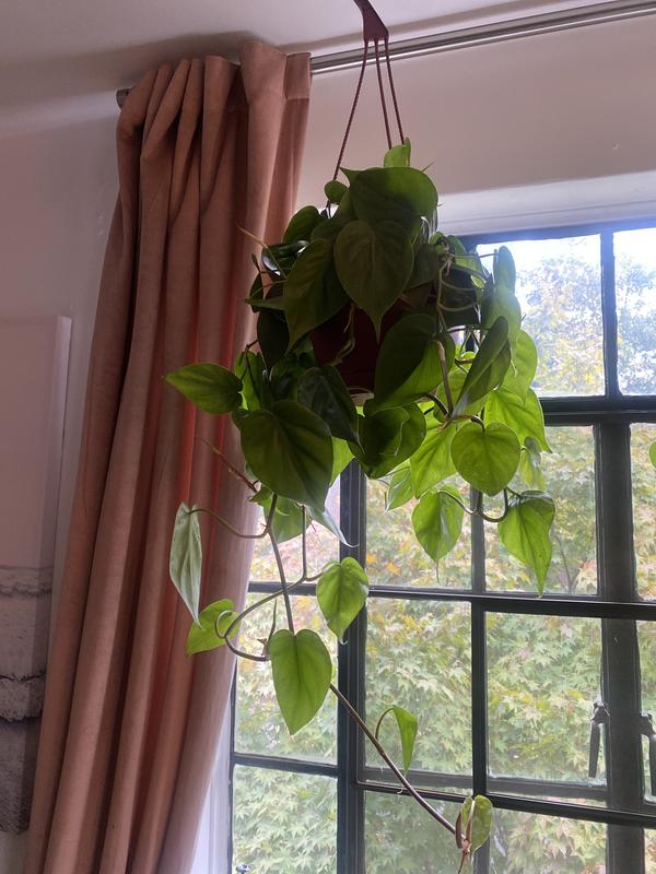 LiveTrends Heart Leaf Philodendron Hanging Plant House Plant in 8-in Hanging  Basket ASB05958 at Lowes.com