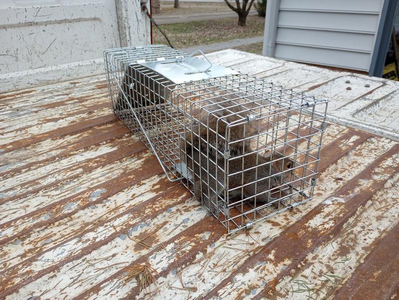 Havahart Cage Trap Model 1078 for Squirrels, Skunks, Mink and Rabbits  24x7x7