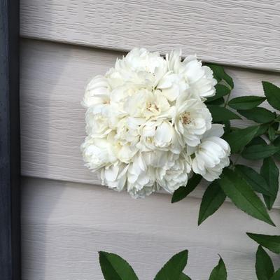 https://photos-us.bazaarvoice.com/photo/2/cGhvdG86bG93ZXM/7d78fbcf-57f1-5374-b442-5d376a55f676