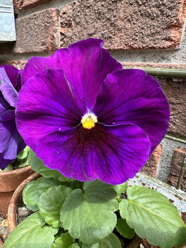 Lowe's Multicolor Pansy in 2.5-Quart Pot in the Annuals department