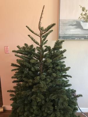 Fresh 5 - 6 ft Fresh-Cut Premium-Grade Fraser Fir Christmas Tree