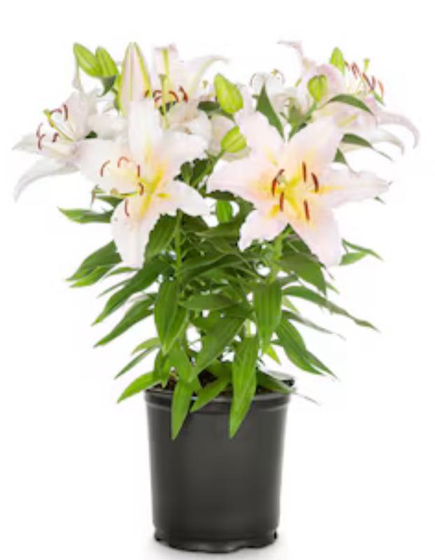 Proven Winners 2 -Quart Multicolor Daylily in the Perennials