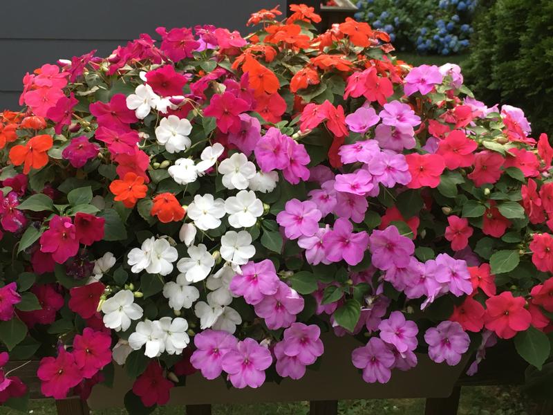 Proven Winners Premium All Purpose All-purpose Potting Soil Mix