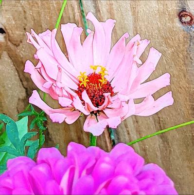 Ferry-Morse Zinnia Giant Cactus Mixed Colors Flower Seeds (Seed