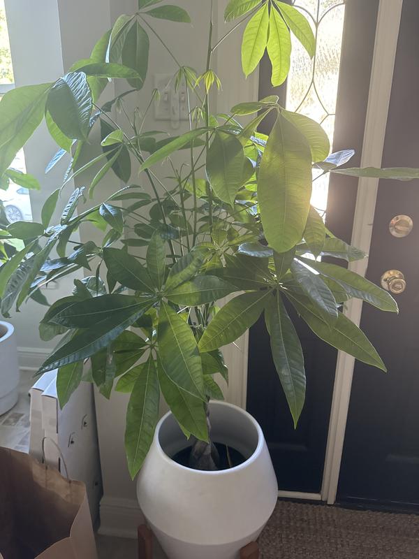 house plant dracaena Dracaena Marginata 'Sunshine' main image 0