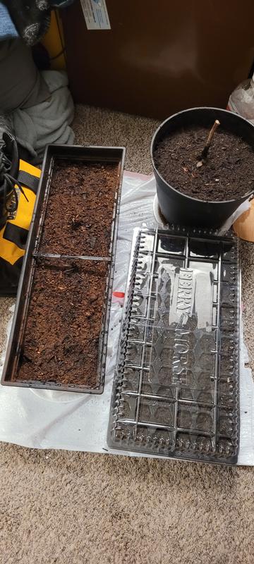 Garden State Bulb Raspberry Latham PBS in the Perennials department at ...