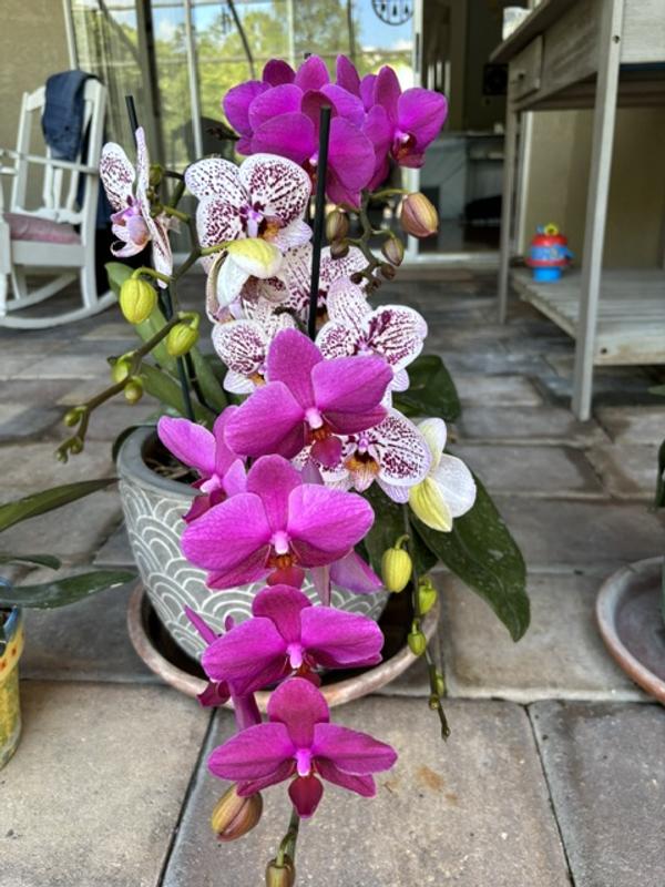 Better-Gro Orchid 4-Quart Fruit, Flower and Vegetable Organic