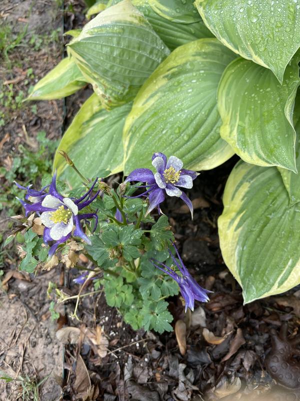 Monrovia Multicolor Flower in 1-Gallon Pot in the Perennials department at