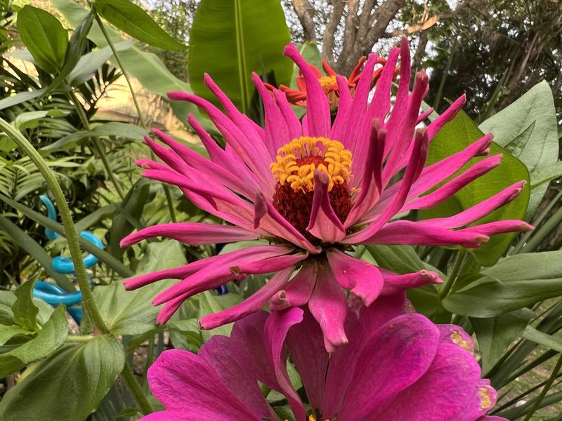 Ferry-Morse Zinnia Giant Cactus Mixed Colors Flower Seeds (Seed