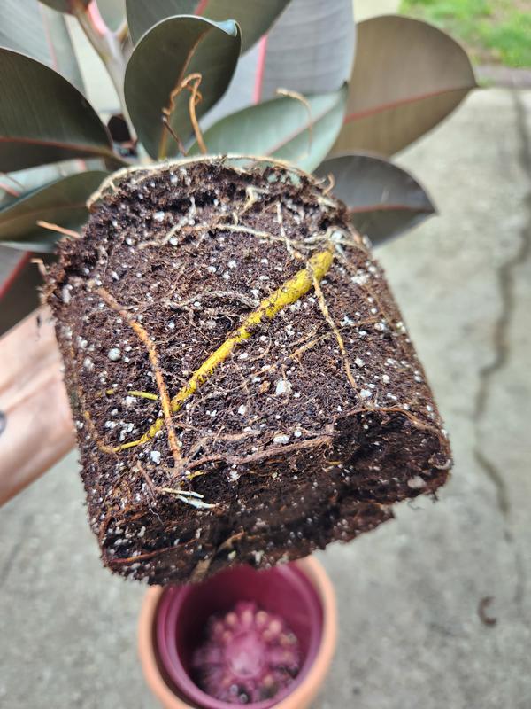 finger succulent plant ET Fingers Variegated Jade 2" Succulent