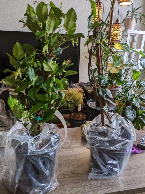 Flowerwood 2.5-Quart 2-Pack in Pot Confederate Large Leaf