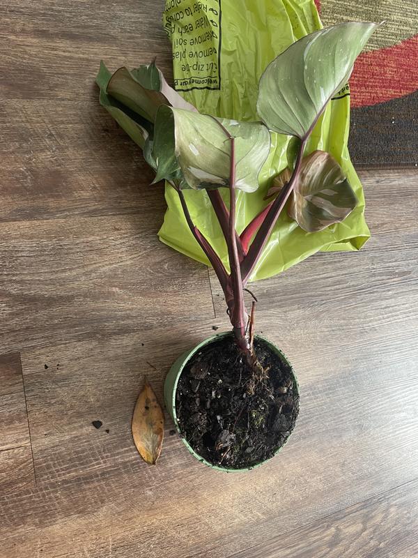 Perfect Plants Pink Princess Philodendron House Plant in 6-in Pot  LOPINKPRINCESS at Lowes.com