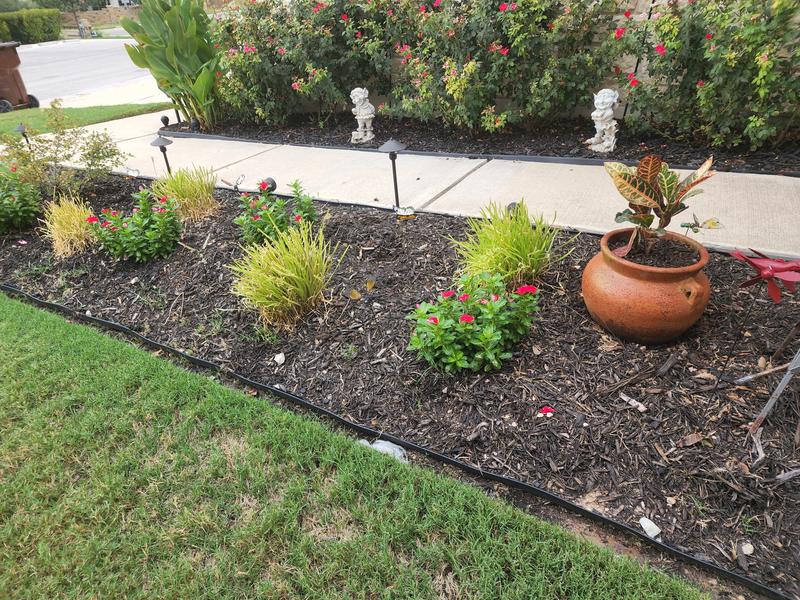 Nepeta 'Cat's Pajamas'  Rustic landscaping front yard, Front yard