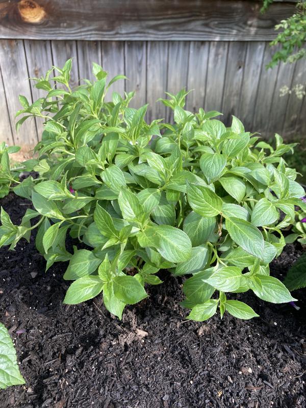 Proven Winners Multicolor Czechmark Trilogy Weigela Flowering