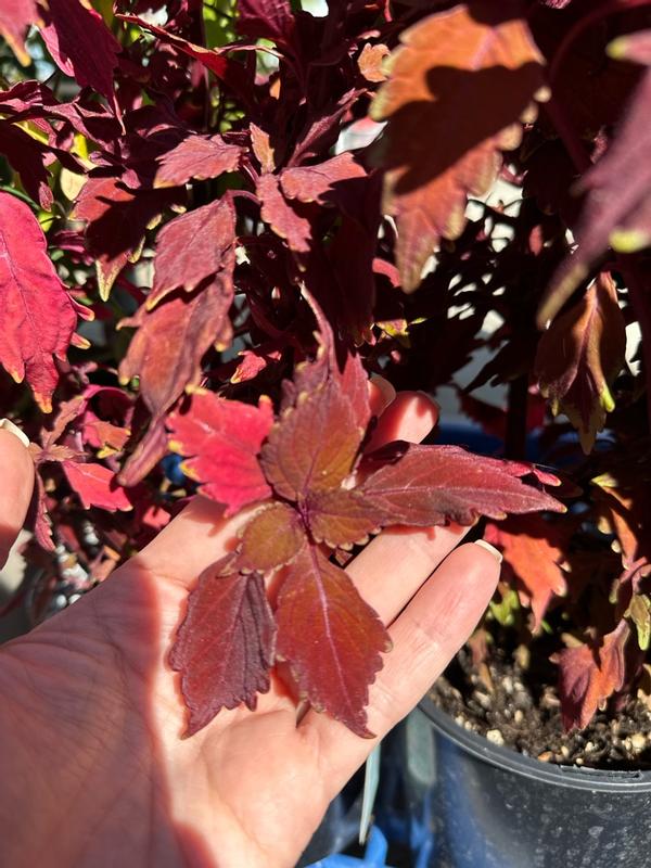 Lowe's Multicolor Coleus in 4-Pack Tray in the Annuals department at ...