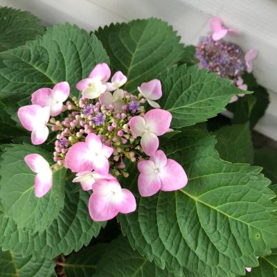 Unbranded 2.25-GAL HYDRANGEA ASSORTED at Lowes.com