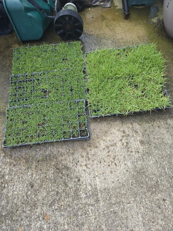 Pennington Zenith 5-lb Zoysia Grass Seed 00021496277554 at Lowes.com