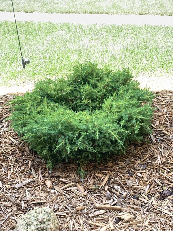 Monrovia Daub's Frosted Juniper Foundation/Hedge Shrub in 3.58-Gallon ...