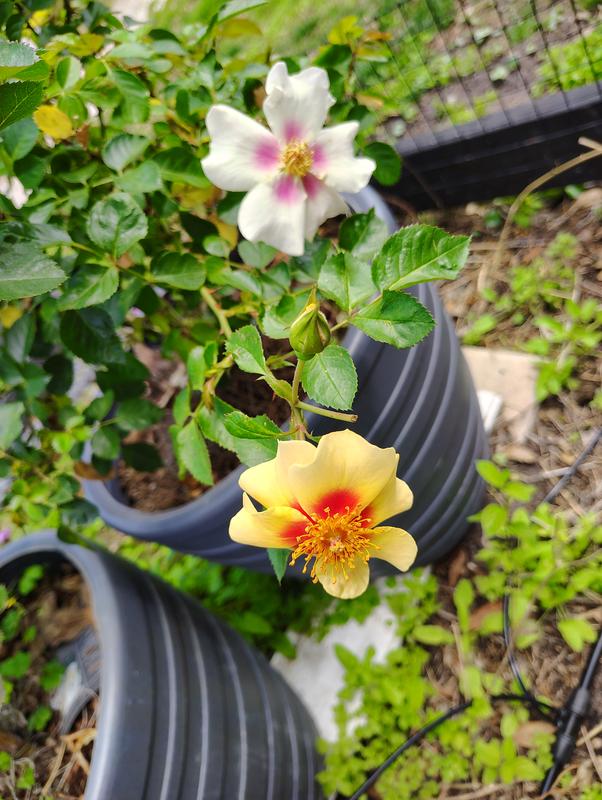 Proven Winners Multicolor Ringo Rose (Rosa) Flowering Shrub in 1-Gallon ...