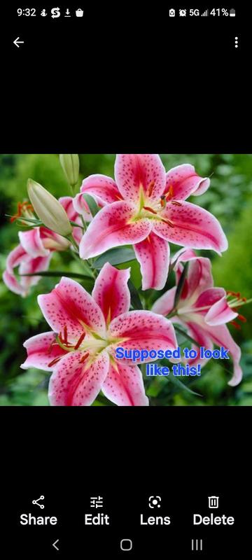 Lily 100509209-847_oriental_1.jpg?