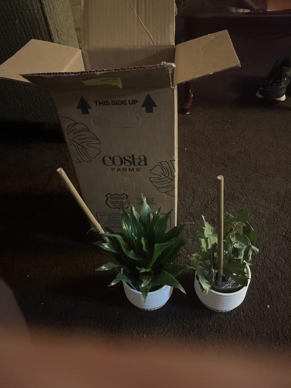 CJ-11 子株　cj plants Kalanchoe millotii — Green Acres Nursery & Supply
