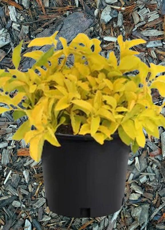 Lowe's 2.5 Quart(s) Lavender Sky Flower 1 -Pack - Low Maintenance