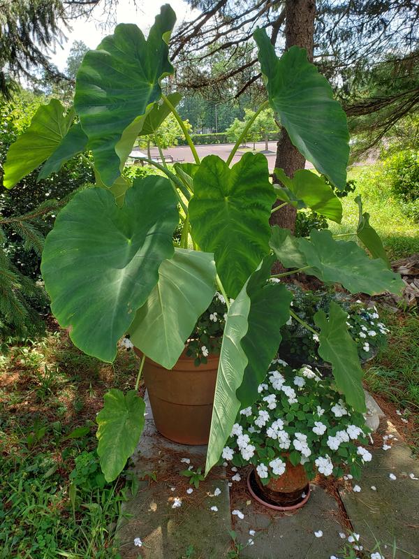 house plants accessories Plant Stick | Plant Stake For House Plants| Plant Accessories | Unique  Plant Support main image 1