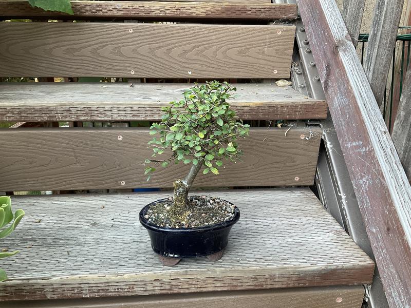 Brussel's Bonsai Chinese Elm House Plant in 6-in Planter