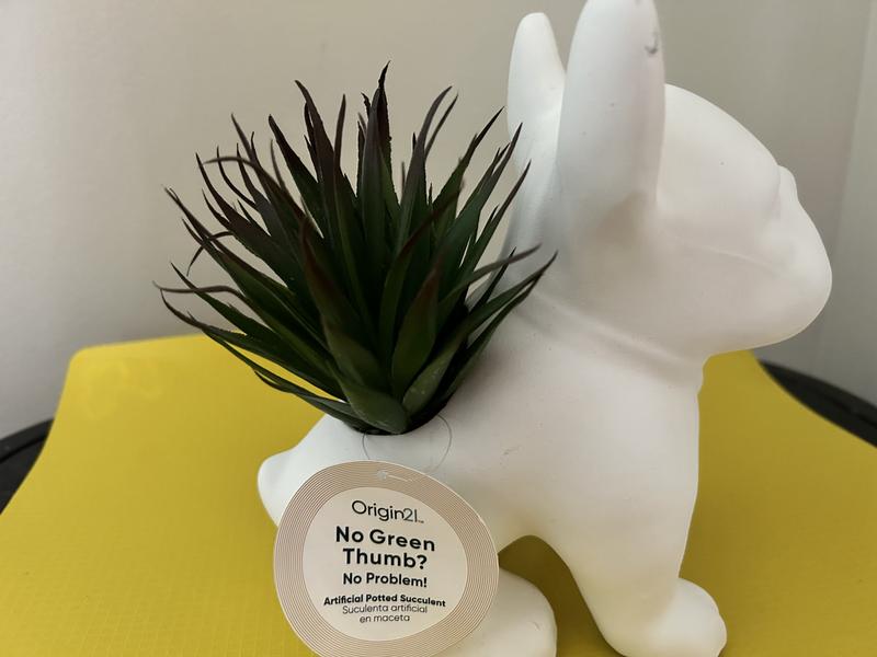 Origin 21 8-in Matte Indoor/Outdoor Agave Artificial Plant CS9779