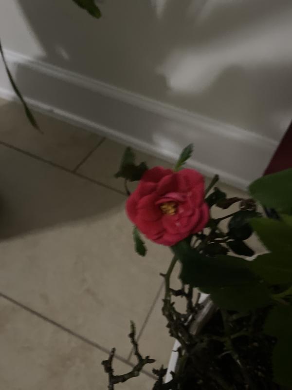 Lowe's Rose Shrub in 2.25-Gallon (s) 62163FL at Lowes.com