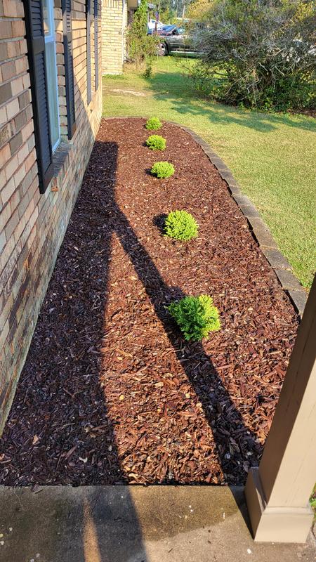 Southern Living Plant Collection 2.5 -Quart Dragon Prince